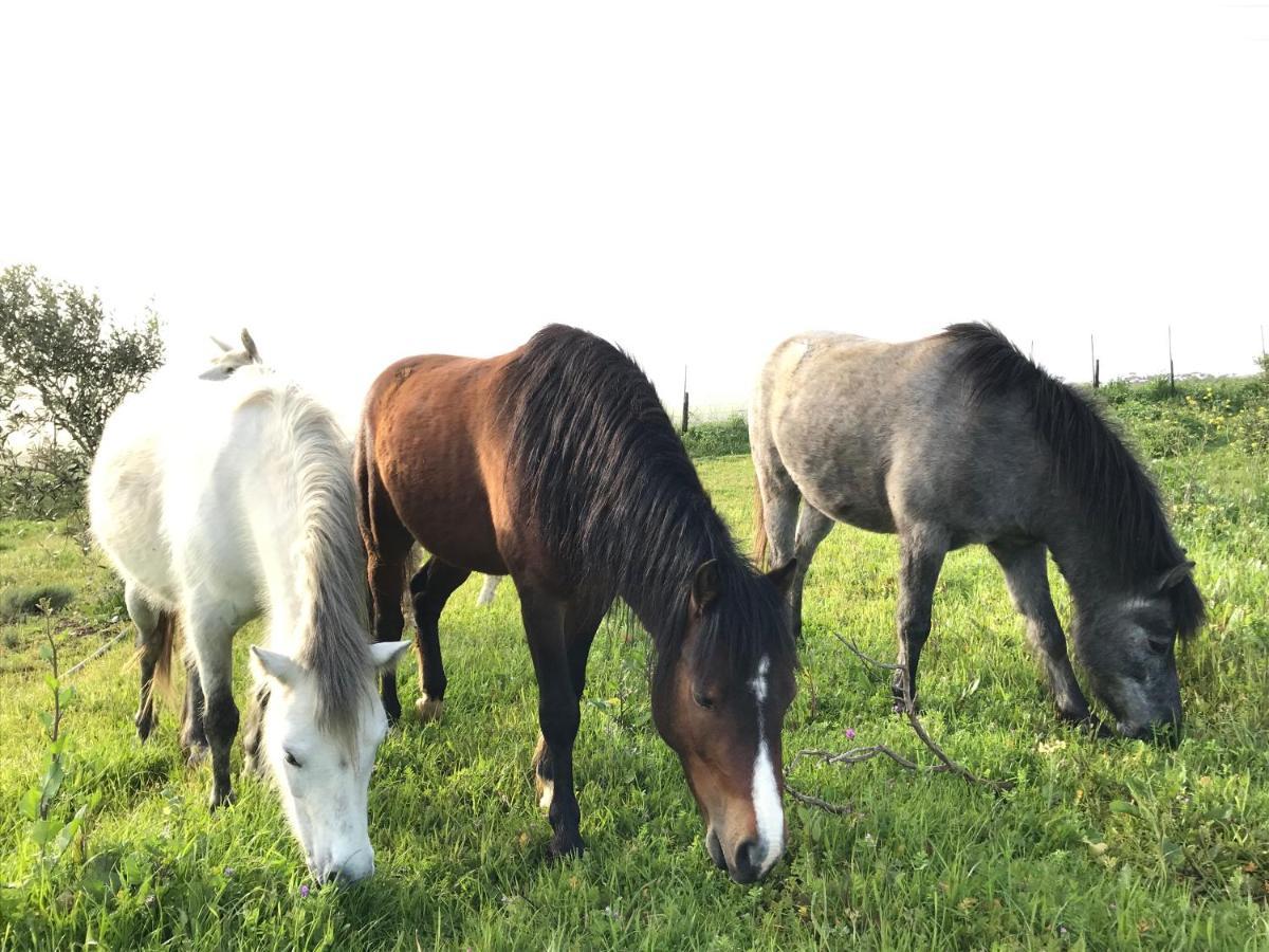 Anna Beulah Farm Villa Durbanville Luaran gambar
