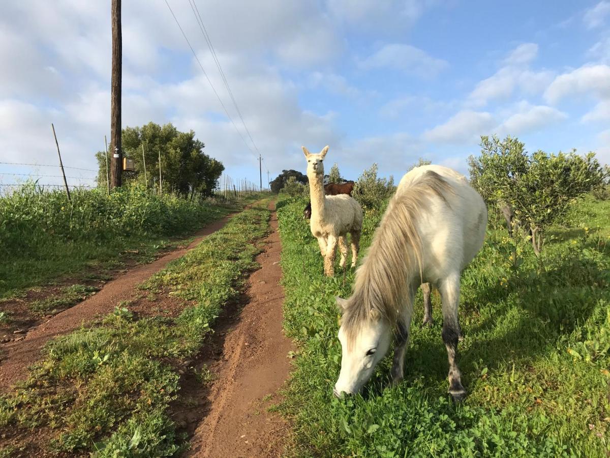 Anna Beulah Farm Villa Durbanville Luaran gambar