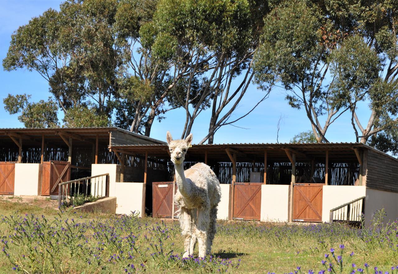 Anna Beulah Farm Villa Durbanville Luaran gambar